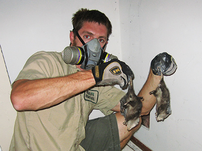 Fort Worth raccoon trapping